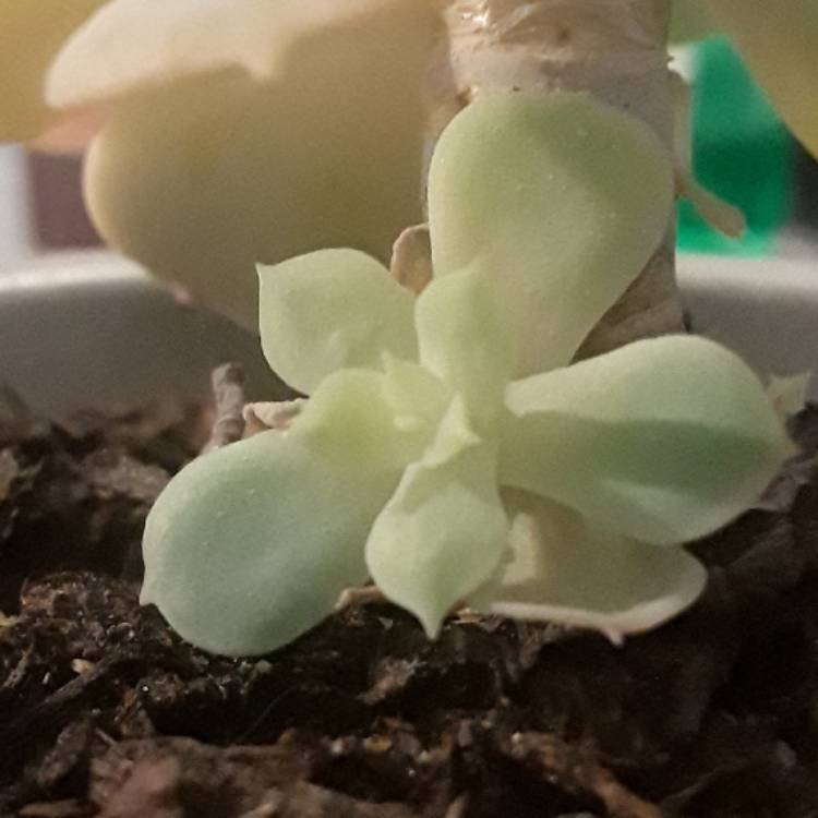 plant image 578485