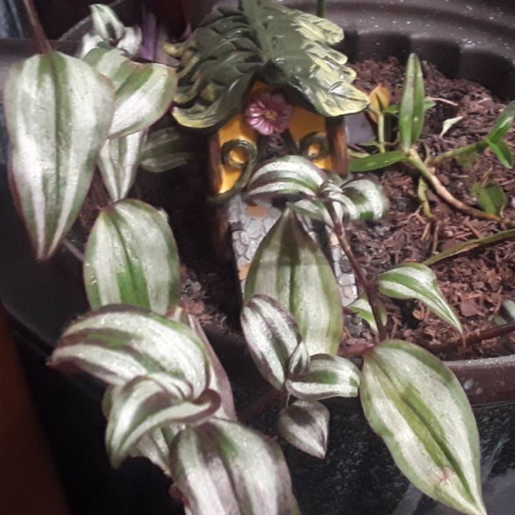 plant image 578504