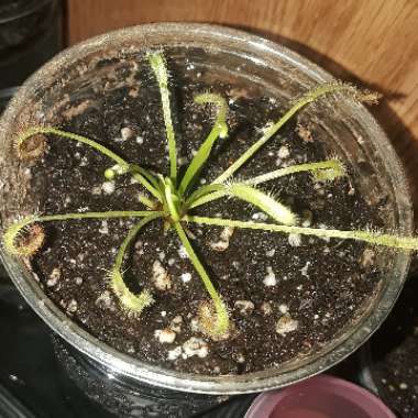 Drosera Capensis Alba