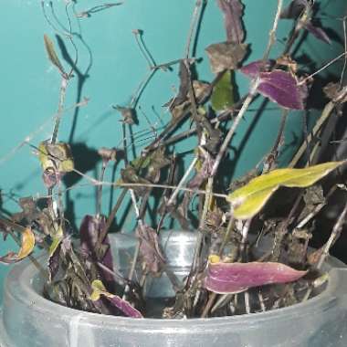 Gibasis geniculata syn. Tradescantia geniculata