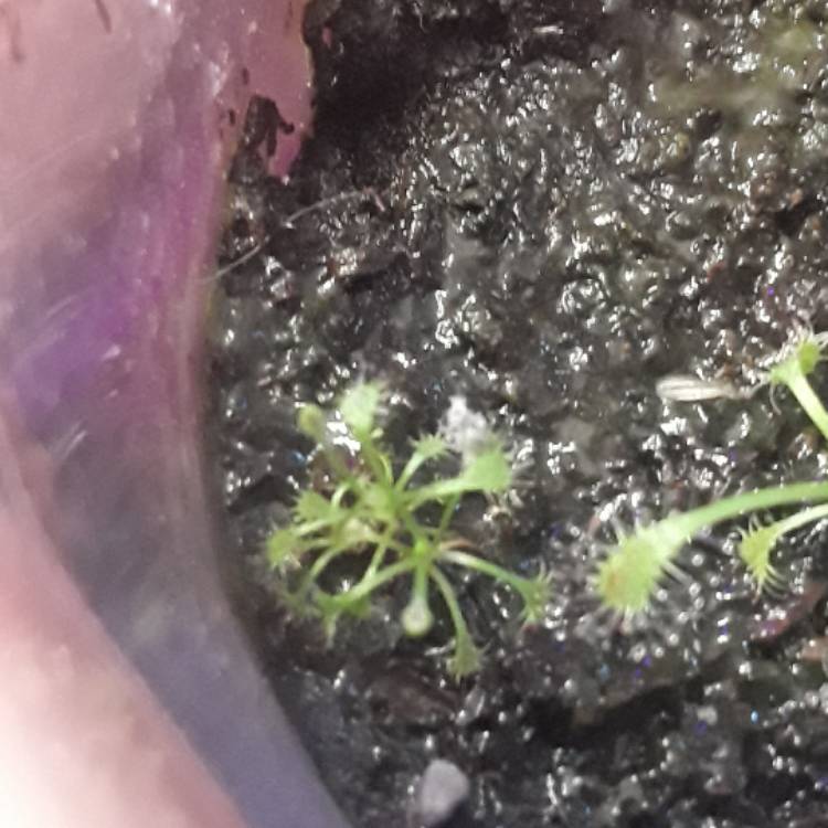 plant image 579996