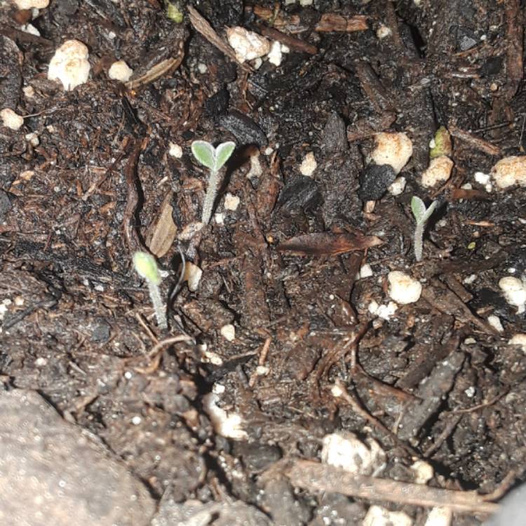 plant image 580002