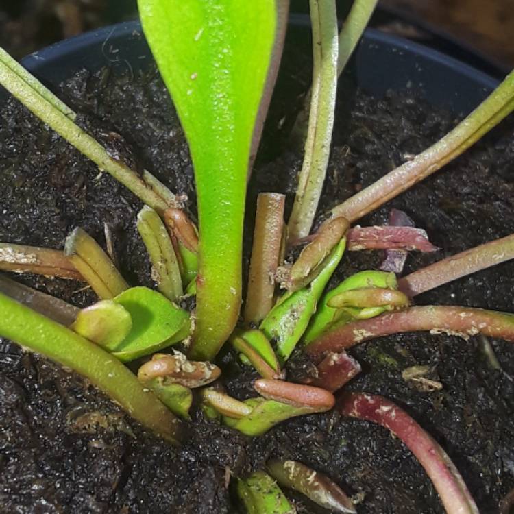 plant image 580633