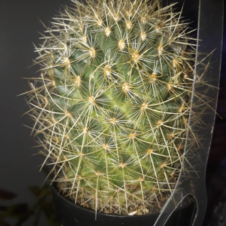 plant image 581005