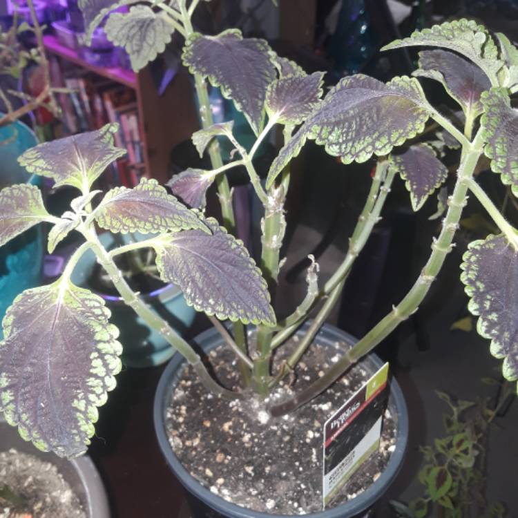 plant image 581008