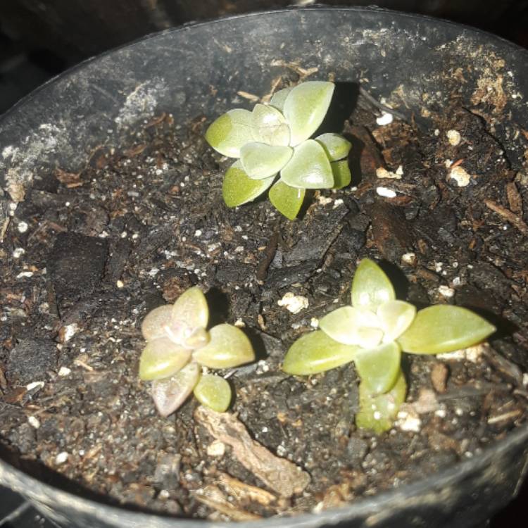 plant image 581799