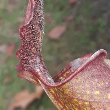 Sarracenia readii x 'Purple Helmet'