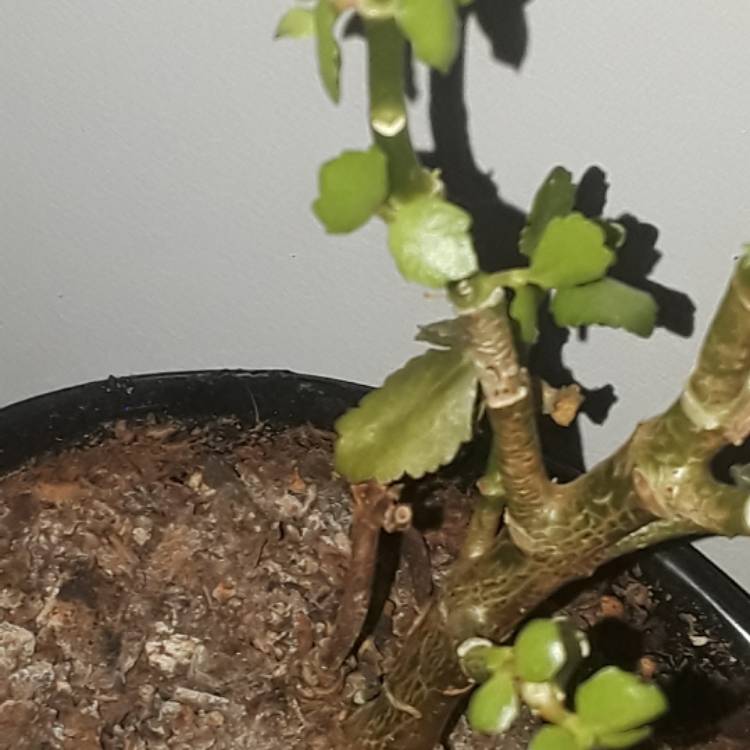 plant image 581863