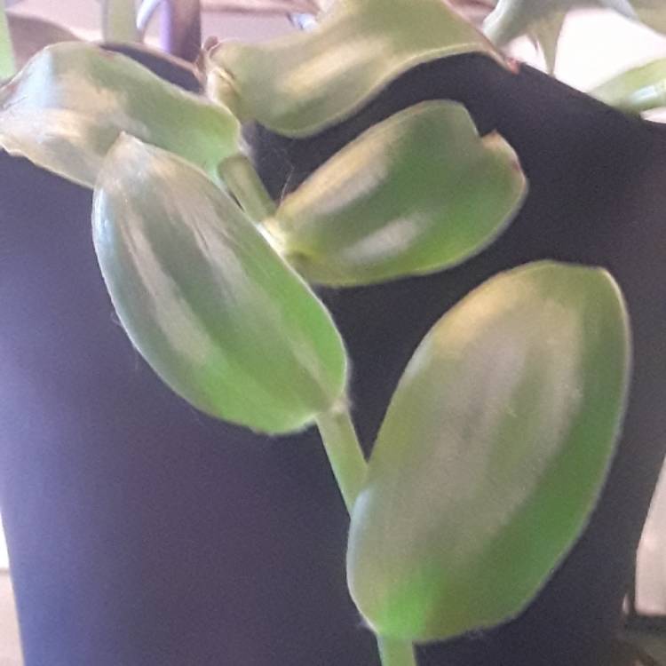 plant image 582948