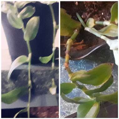 Tradescantia fluminensis