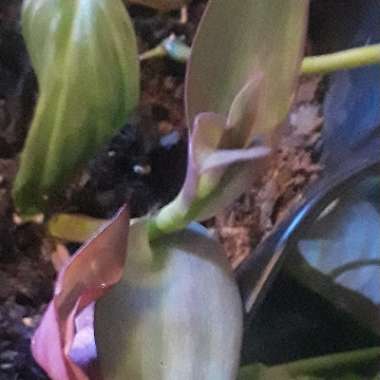 Tradescantia pallida