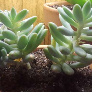xSedeveria Hummelii
