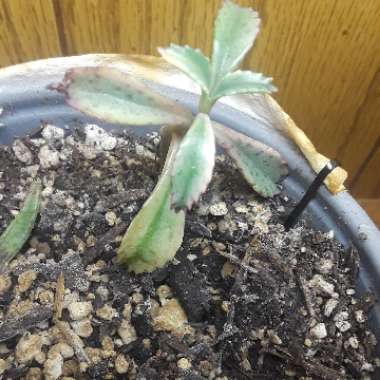 Kalanchoe delagoensis x daigremontiana