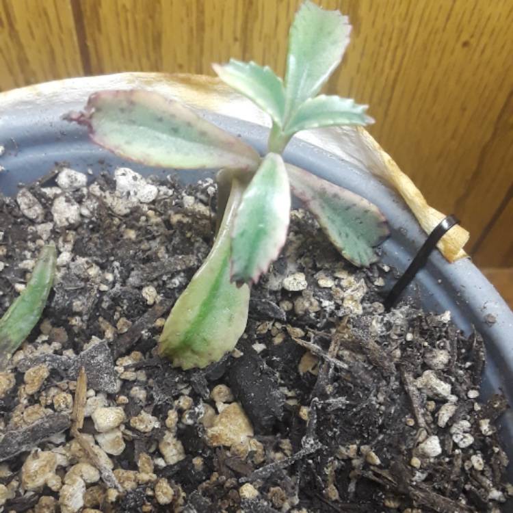 Plant image Kalanchoe delagoensis x daigremontiana