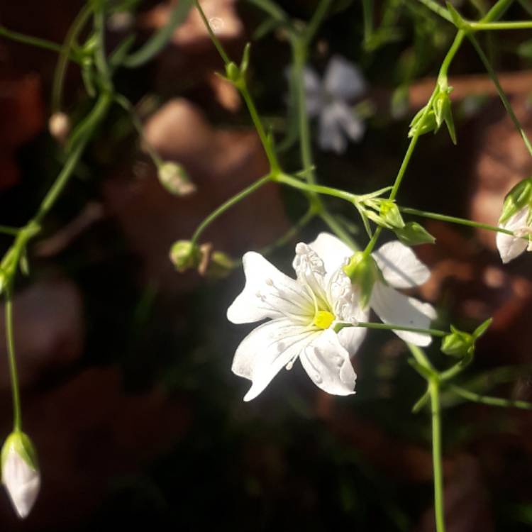 Plant image Gypsophila muralis