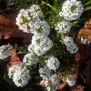 Lobularia maritima  syn. Alyssum maritimum