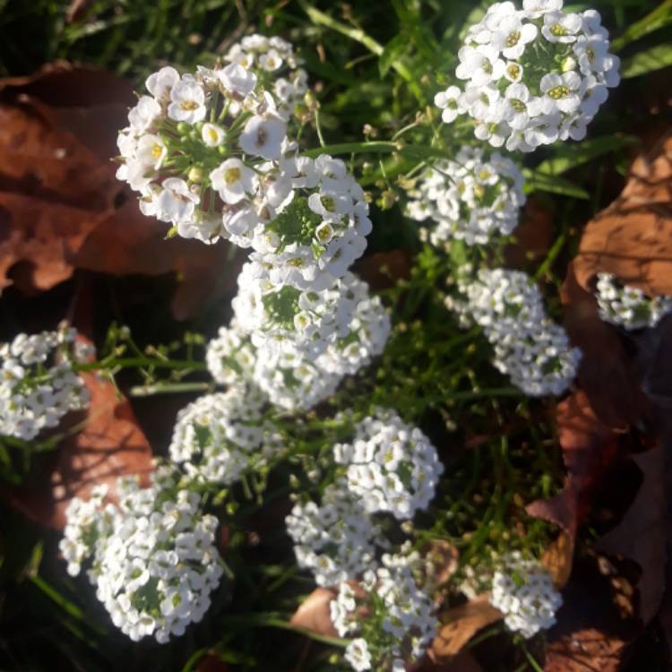 plant image 583901 plant image 583901