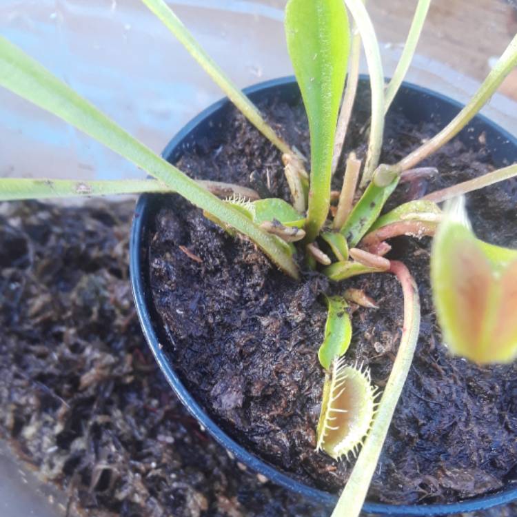 plant image 583953