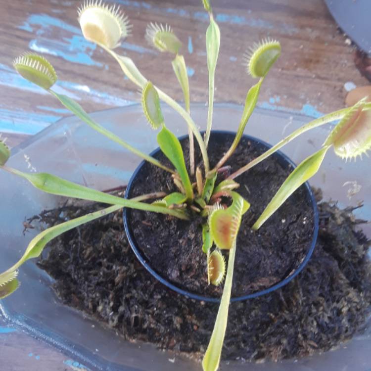 plant image 583954