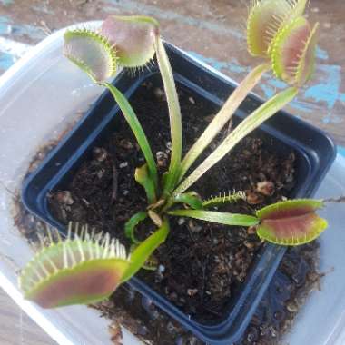 Dionaea Muscipula 'Crested Petioles'
