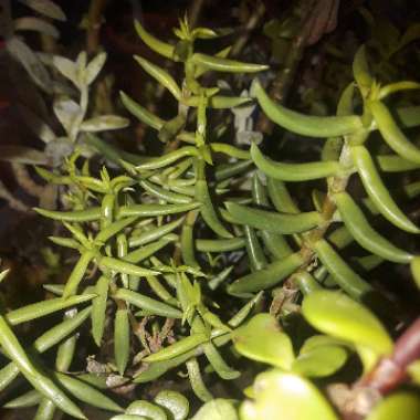 Crassula 'Tetragona'