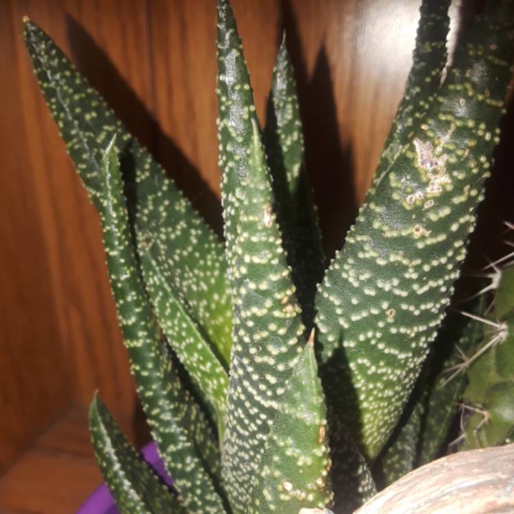 plant image 584144