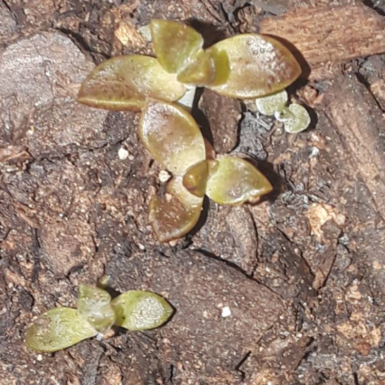 Plant image Graptopetalum Copper Rose