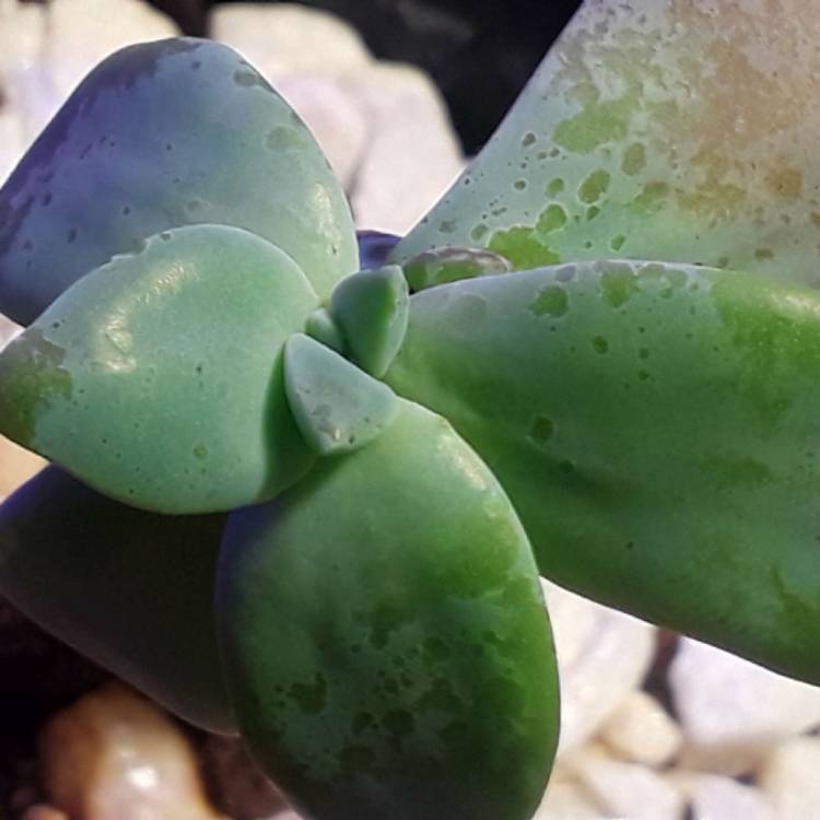 plant image 584641
