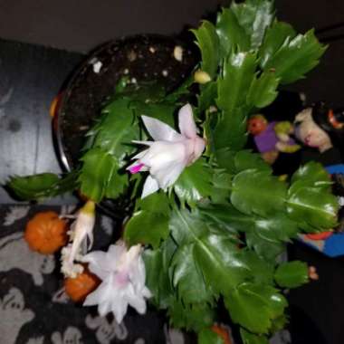 Schlumbergera truncata