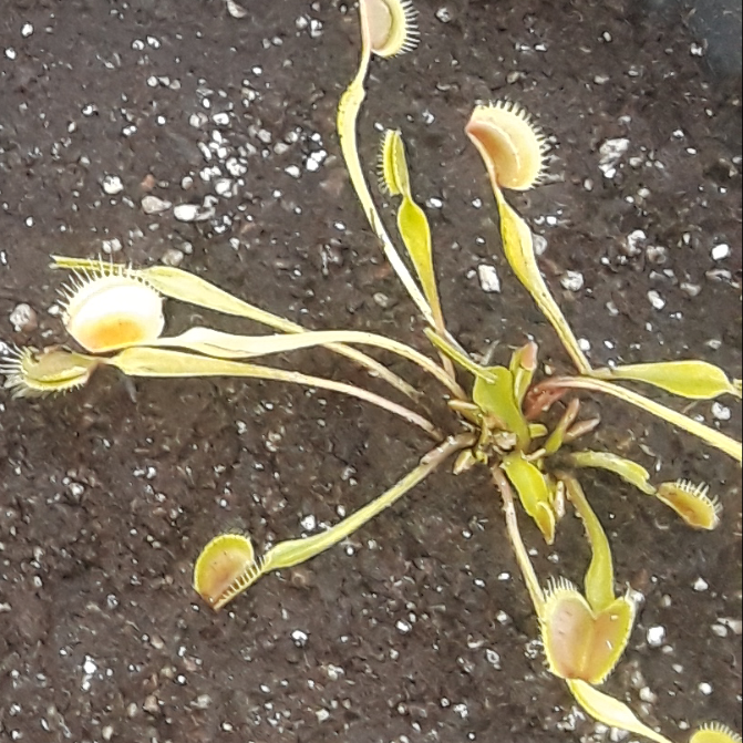 plant image 585427
