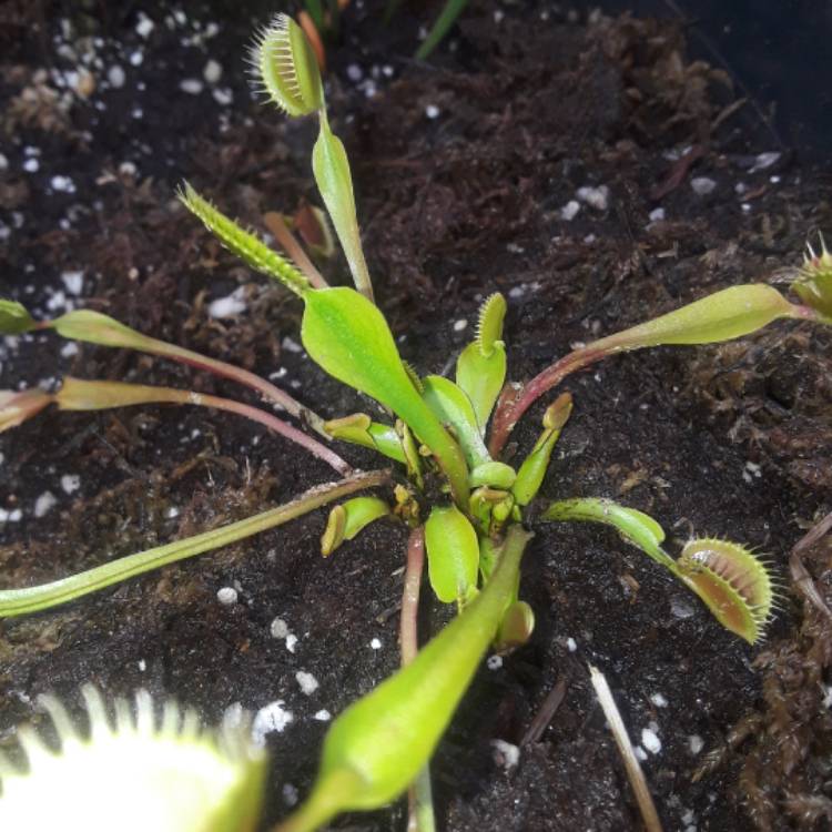 plant image 588582