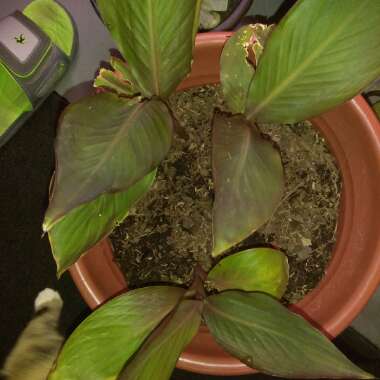 Canna 'Black Knight'