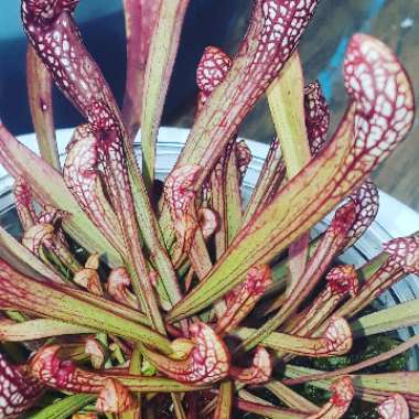 Sarracenia wrigleyana 'Scarlet Belle'