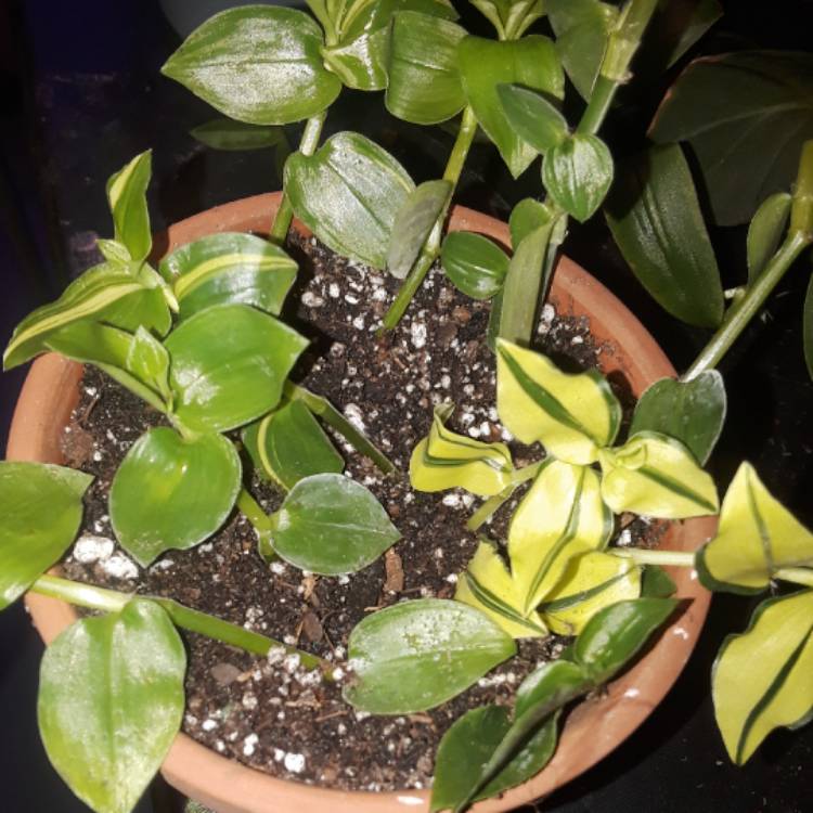 Plant image Tradescantia fluminensis 'Variegata'