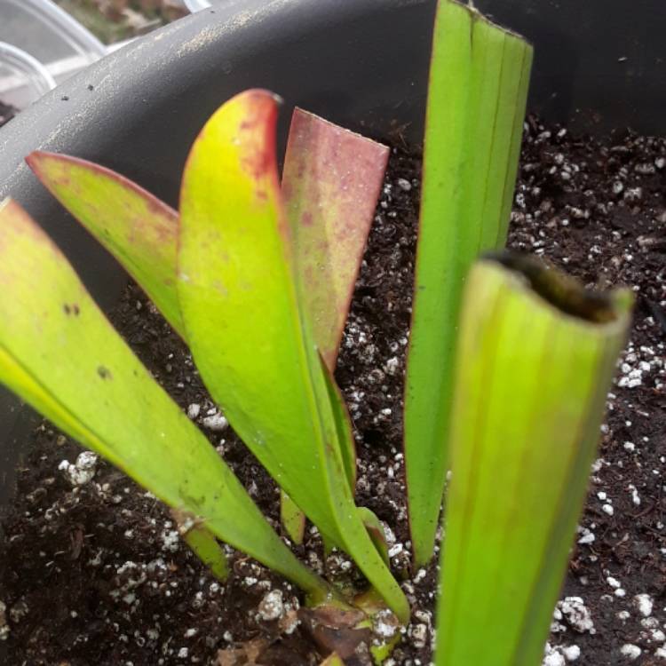 plant image 590889