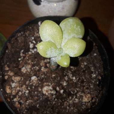 Sedum Clavatum