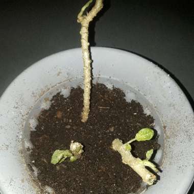 Brugmansia