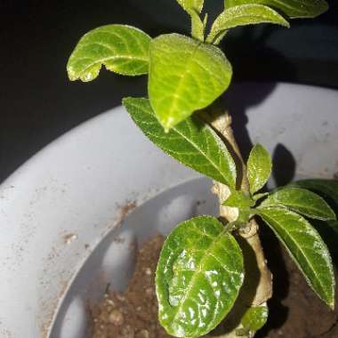 Brugmansia