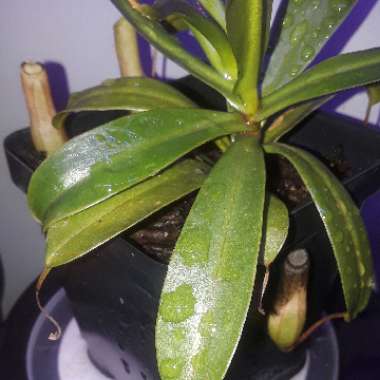 Nepenthes ventricosa