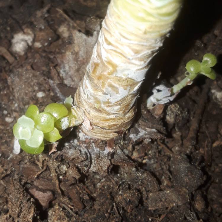 plant image 599527