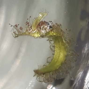 Drosera Capensis Alba
