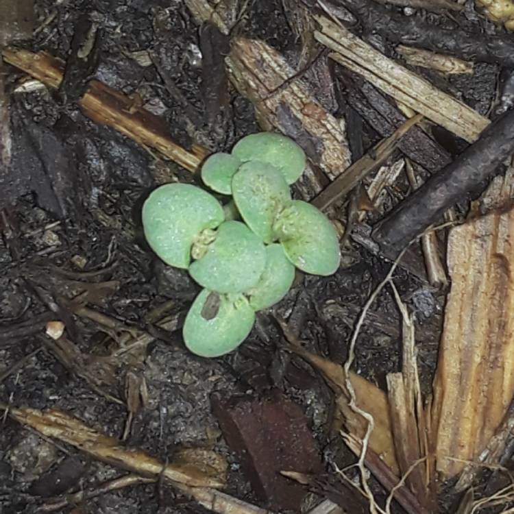 Plant image Salvia sclarea