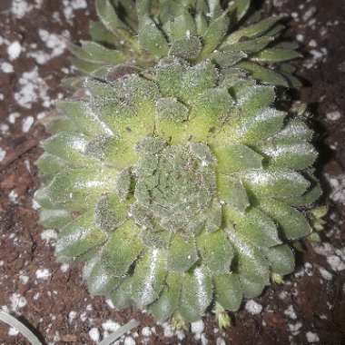Sempervivum