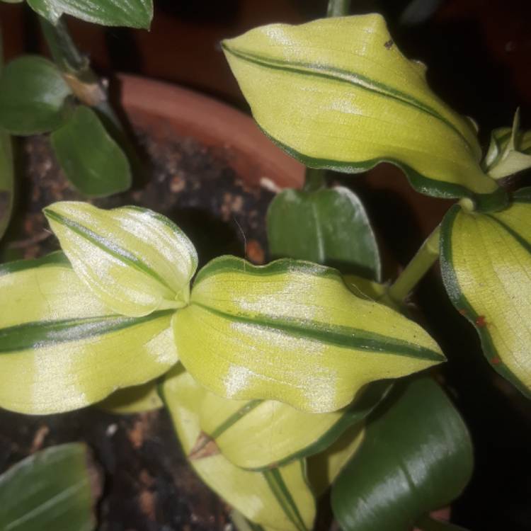 Plant image Tradescantia fluminensis 'Variegata'