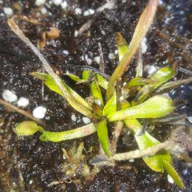 Dionaea muscipula