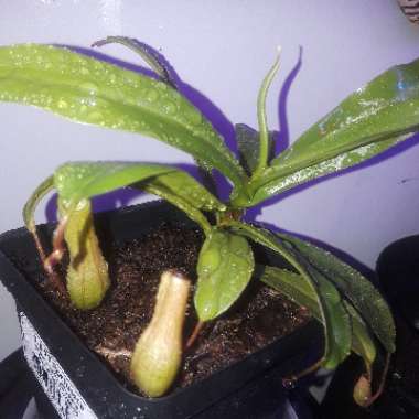 Nepenthes ventricosa