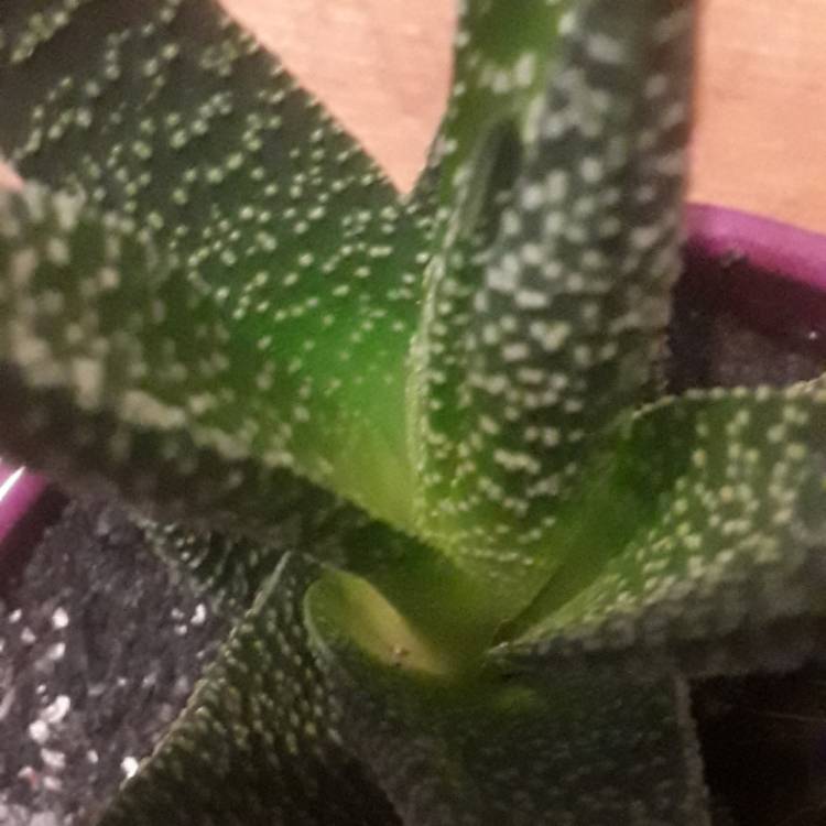 plant image 603043