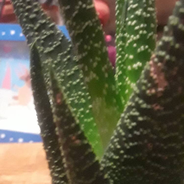 plant image 603044