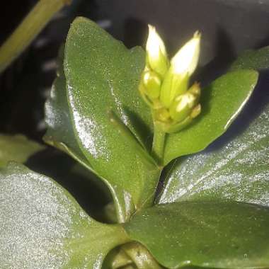Kalanchoe Blossfeldiana
