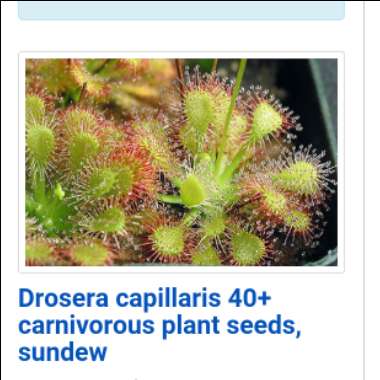 Drosera capillaris